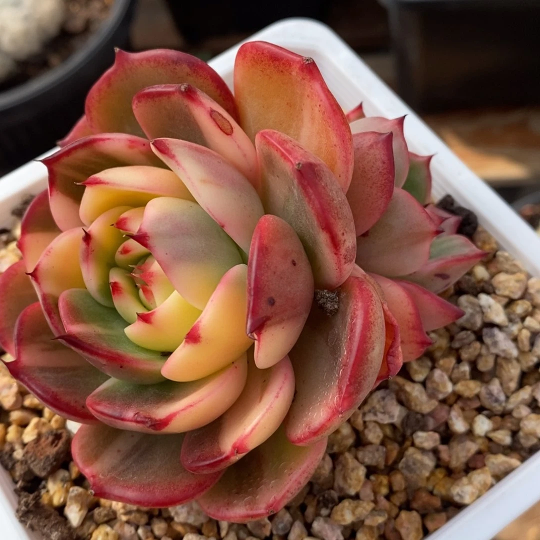 ༺****༻弗朗明哥多肉植物