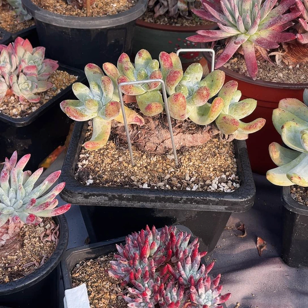 晨溪园艺仙女杯呀