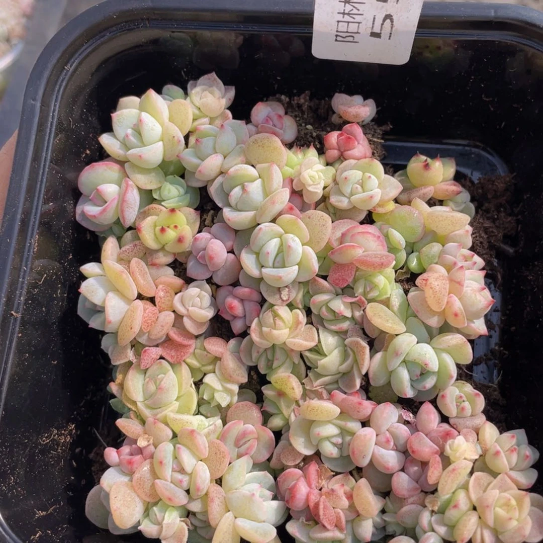 量拍多肉植物多肉植物553