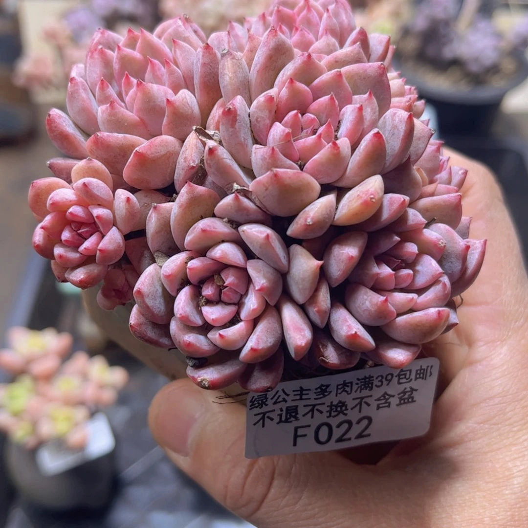 022迷你星星8cm多肉