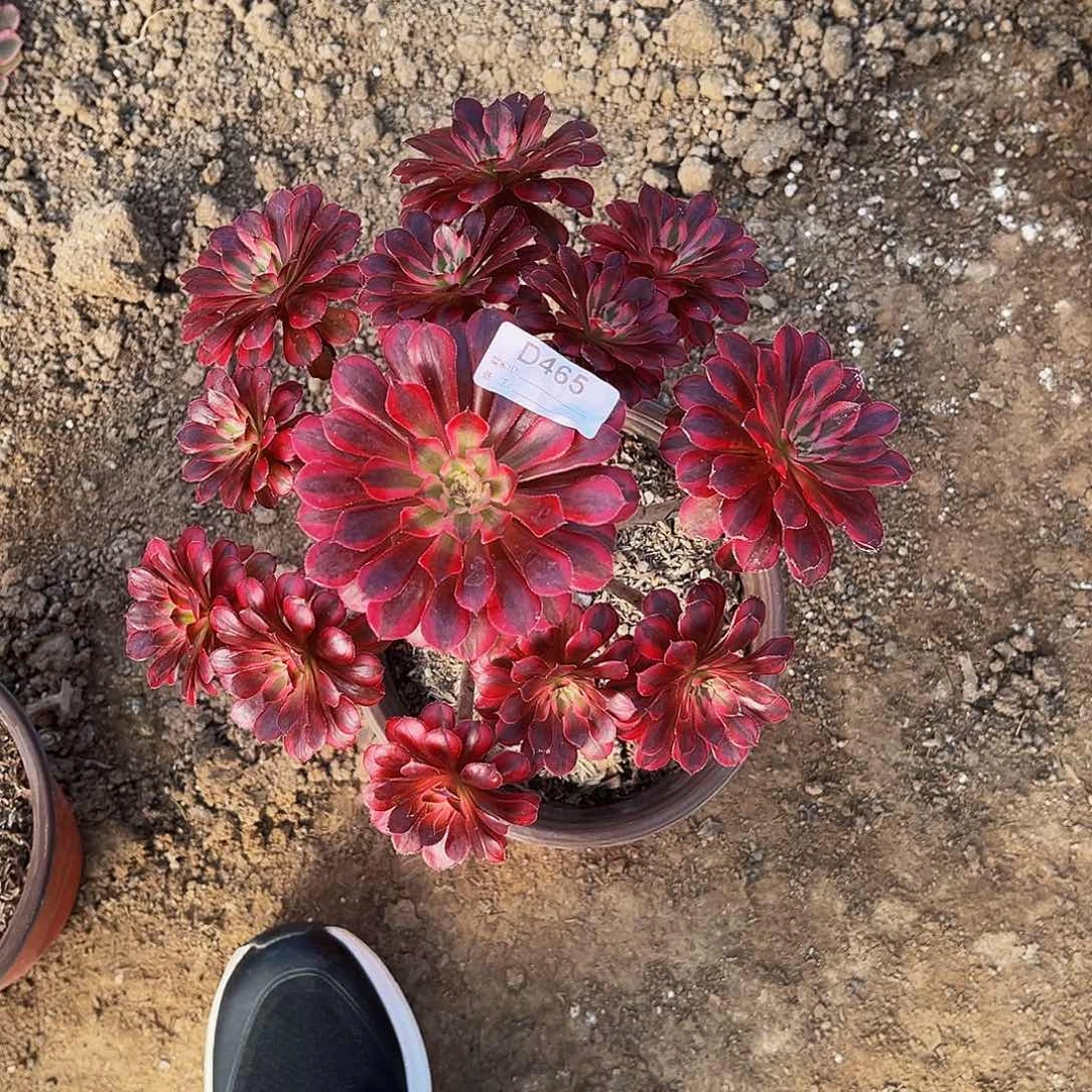 多肉植物465黑铜白