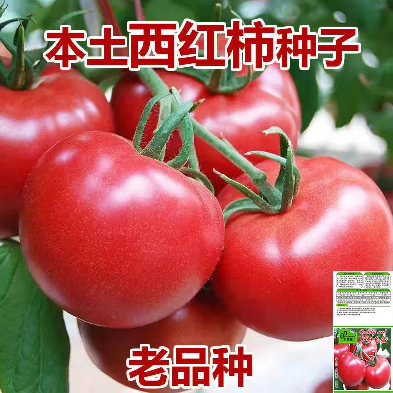 【沙瓤西红柿种子】大果耐热超甜老品种番茄高产大粉毛粉压趴架种孑