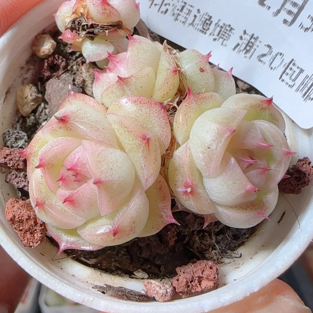 花语多肉1231-21散