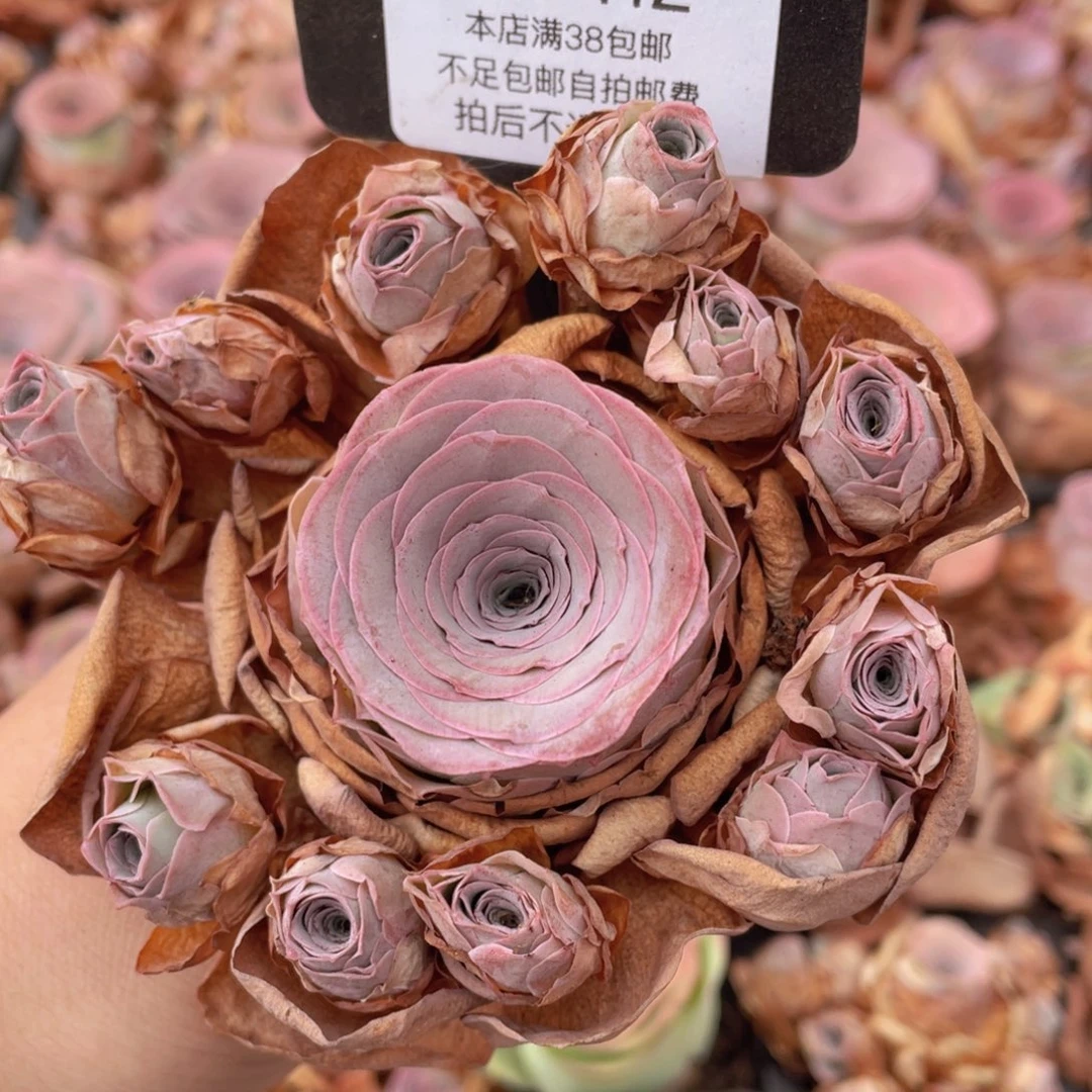 山地玫瑰C412裸根发货断枝不包损不售后