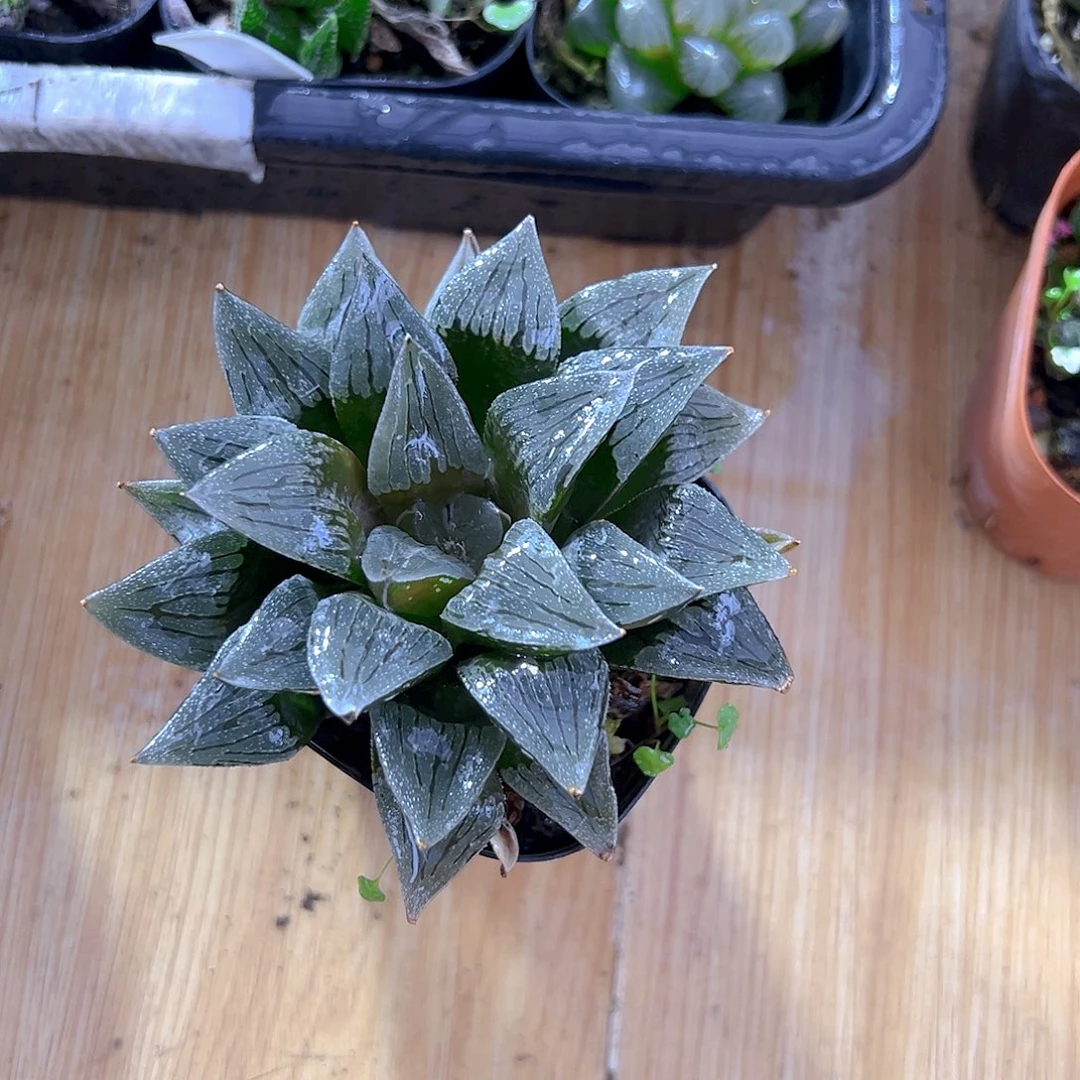 白沙玉露多肉多肉一颗