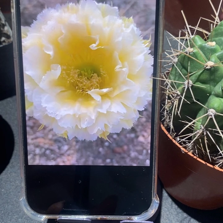 香香黄牡丹8公分左右