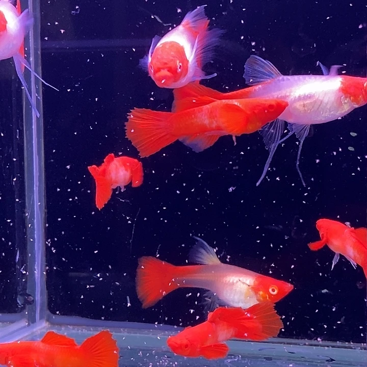 孔雀鱼红头飘5对孔雀