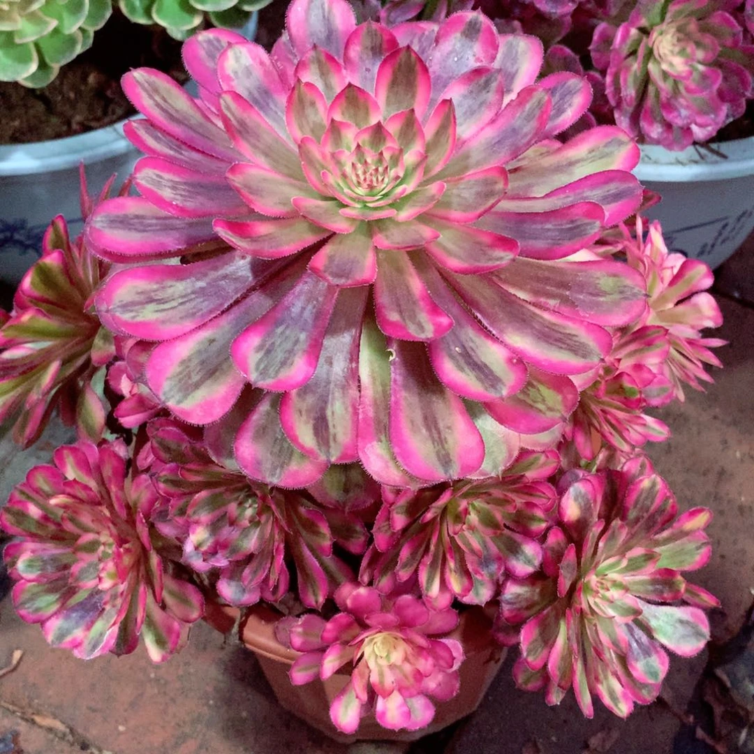 白月光，多肉植物的