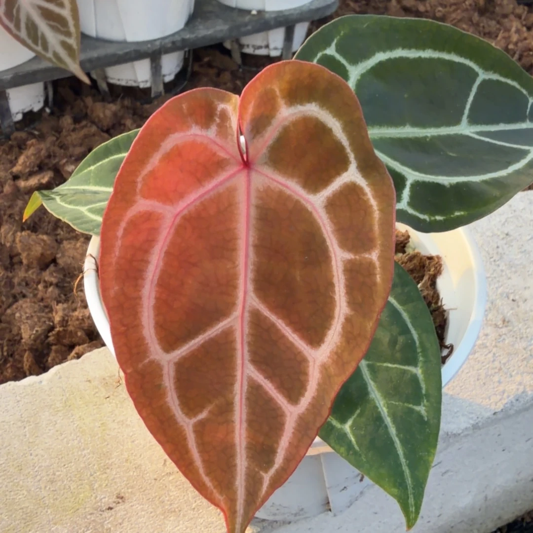 完全开放玛卡龙花烛21