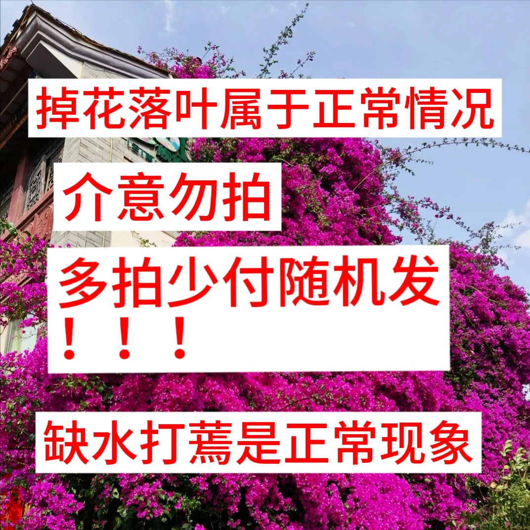 花落叶属于正常情况！介意勿拍！爬藤植物喜阳，好养活。