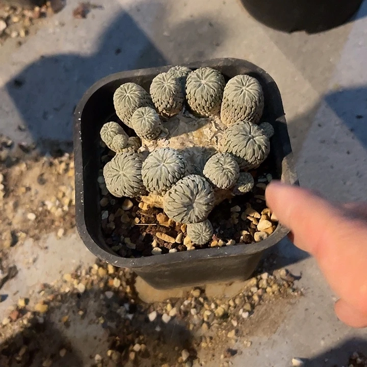 无花朵精巧丸仙人球