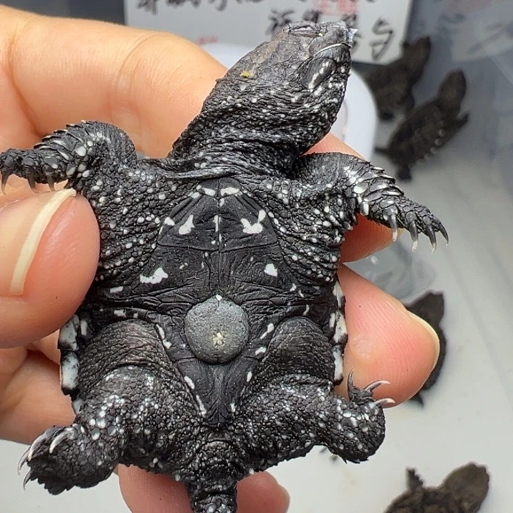 R***母小鳄龟不退不换