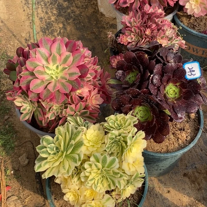 243粉女巫，迈巴赫，黑骑士多肉