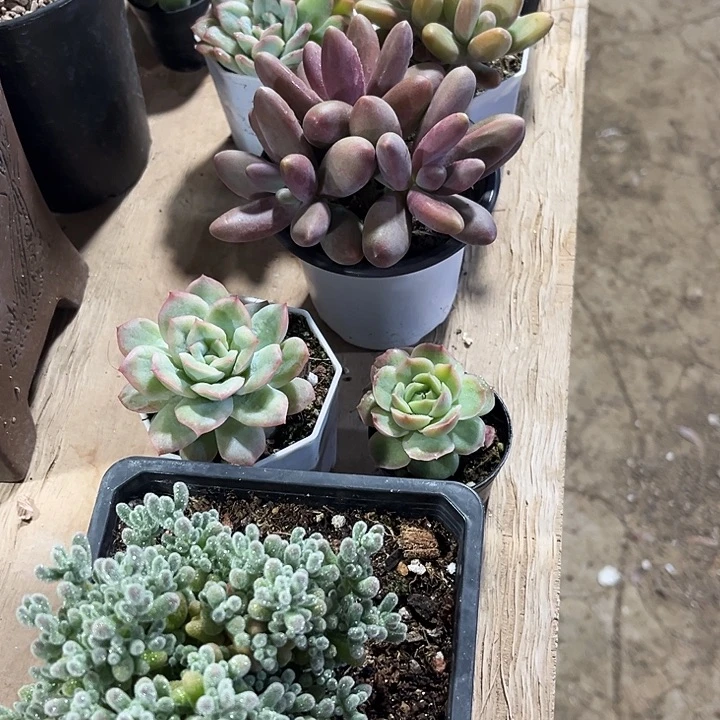 风***！大冰晶等7棵多肉植物给风飒