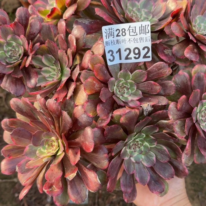 31292水墨画不包断枝