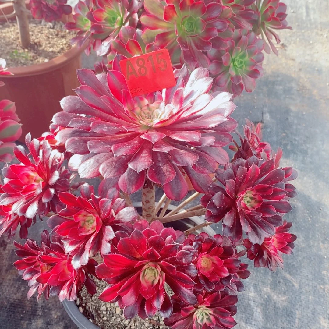 黑桐白815多肉1111111