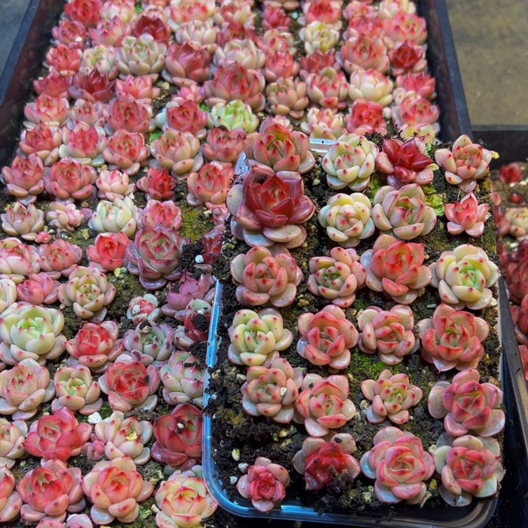 155量拍一盒保底24颗发货