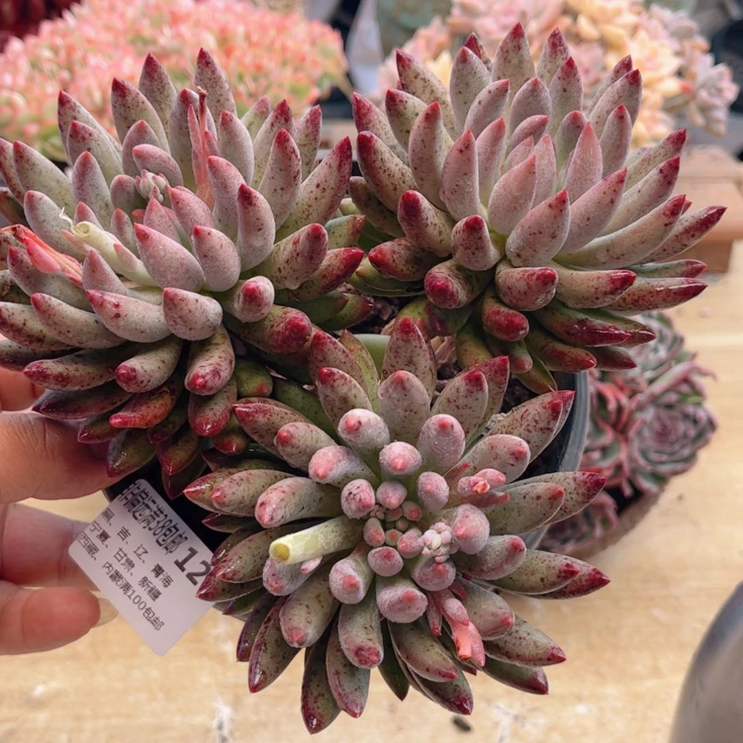 127虞美人德华多肉