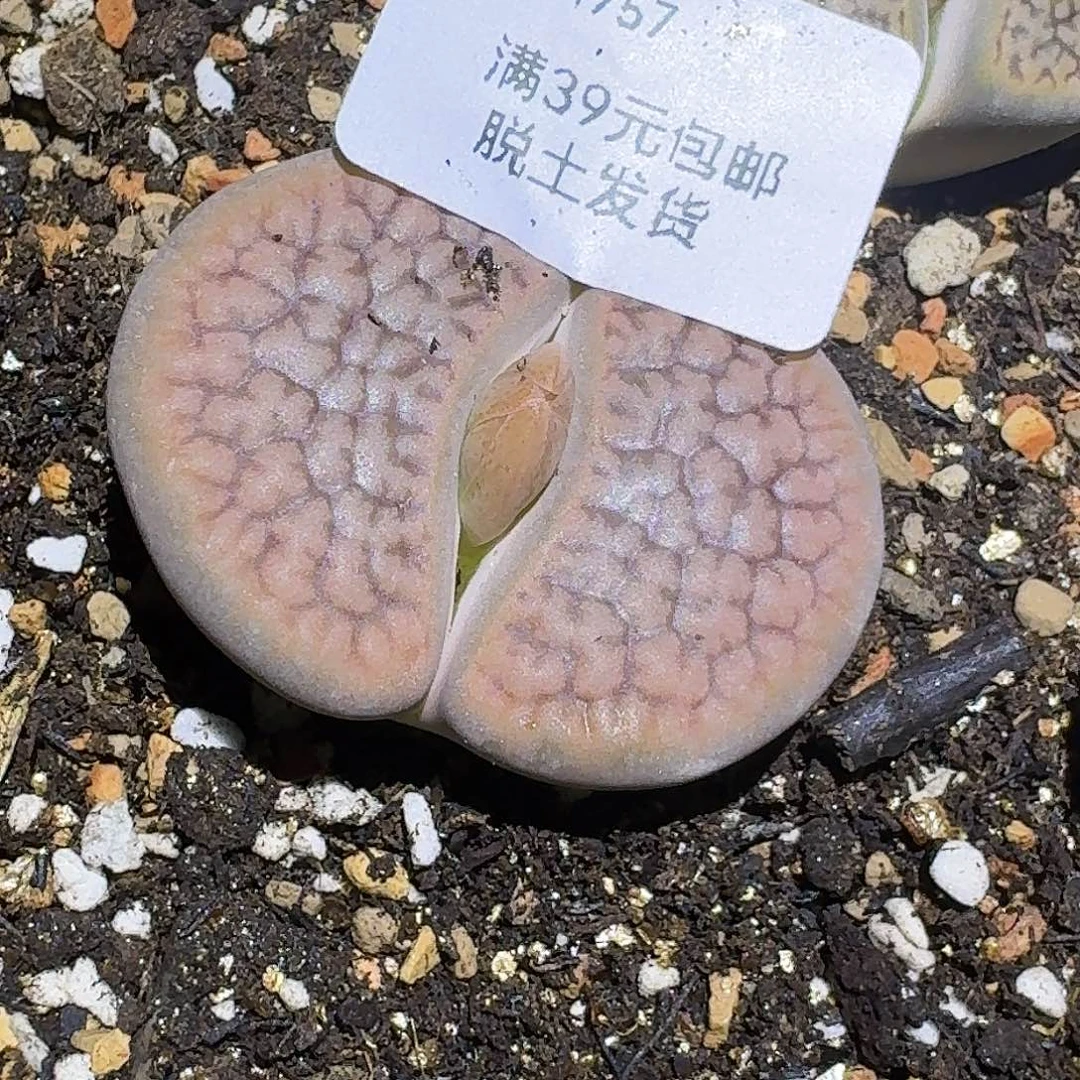 757多肉哈哈哈哈哈哈