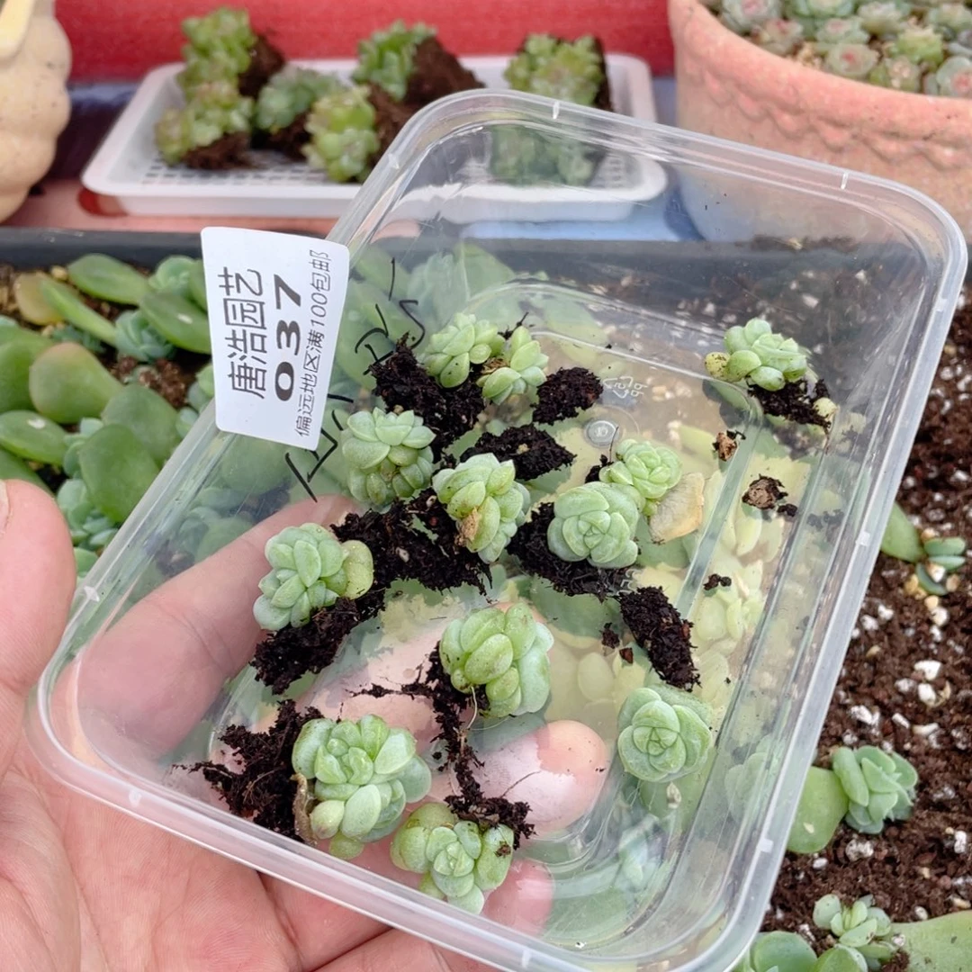 哎***灰x1珍妮一物一拍037..