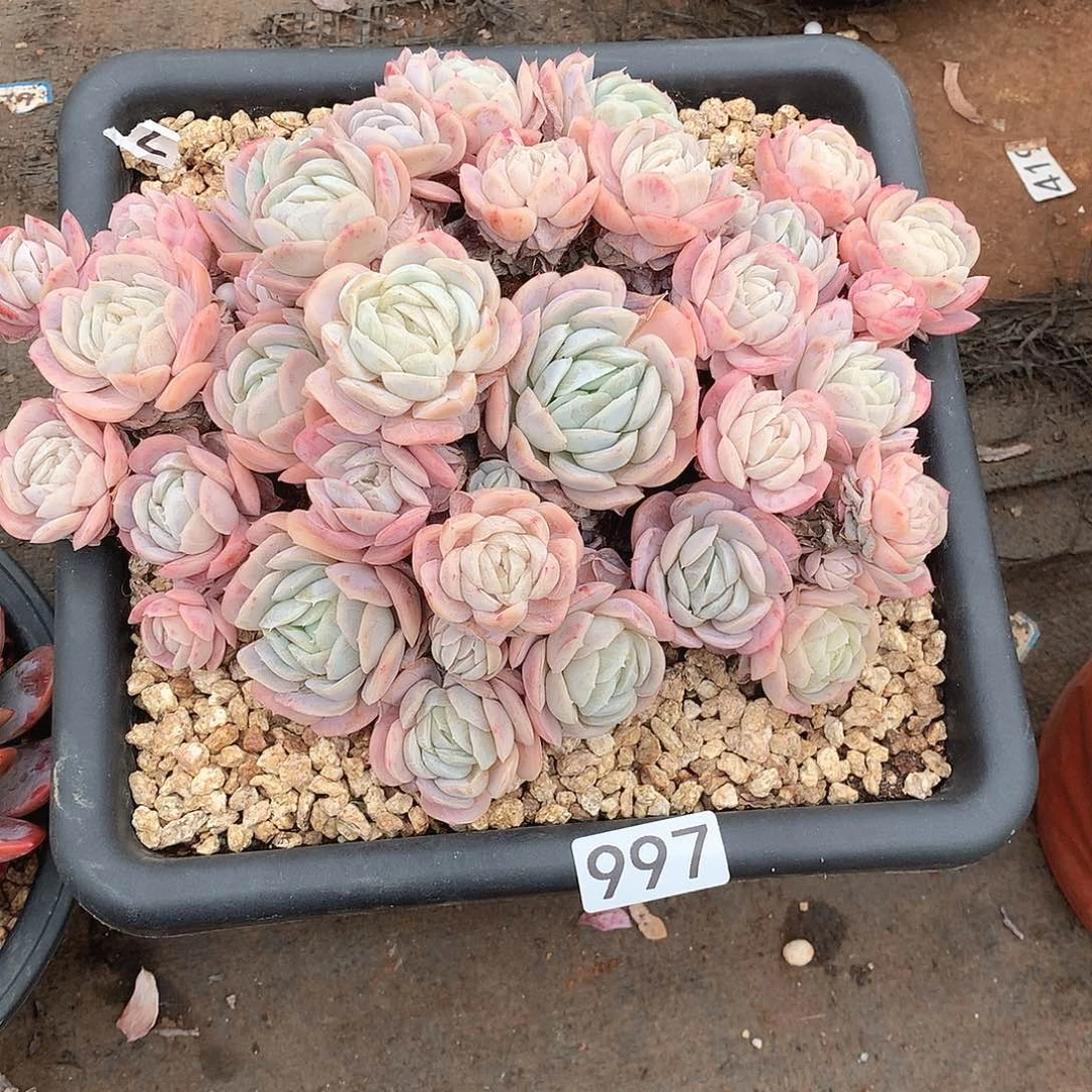 997西娜一物一拍多肉