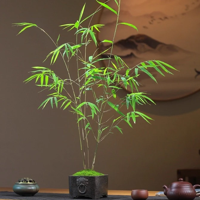 办公室绿植书房竹子文竹盆景内门室内茶室创意桌面禅意竹