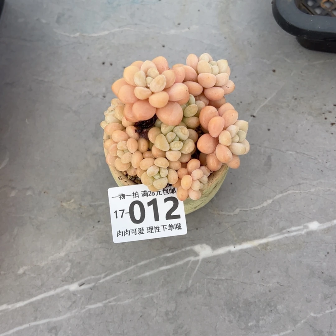 洛可可多肉多肉多肉多