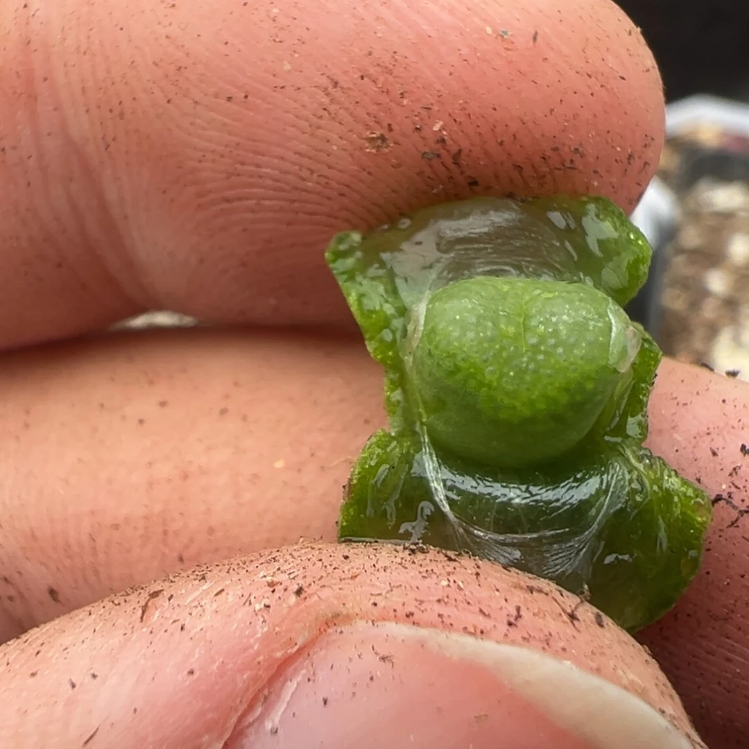 量拍cr1342勋章一颗，买五送一