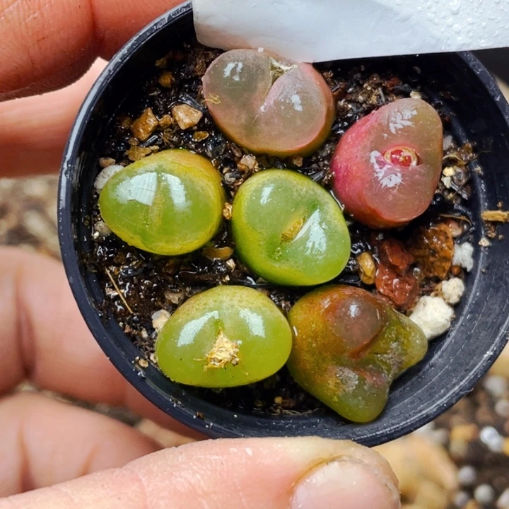 828毛混l l l l l l l