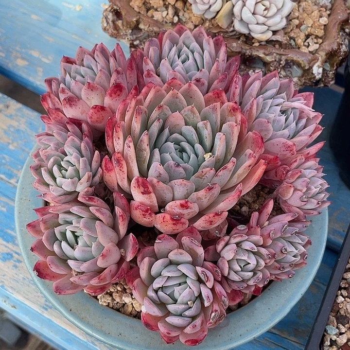 157 多肉不带盆土20包邮发货