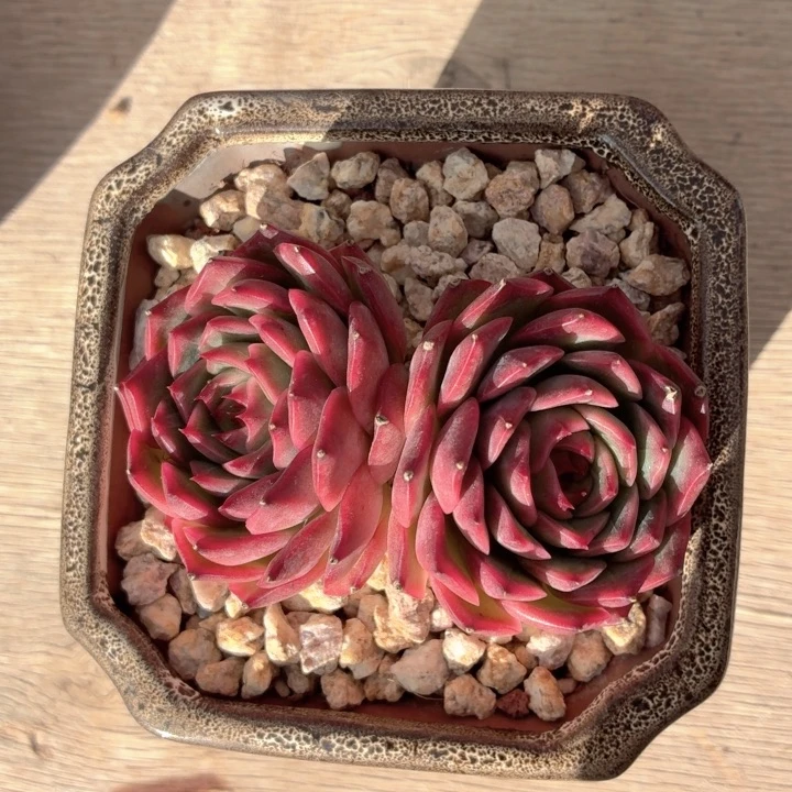 多肉植物 亚瑟王-4