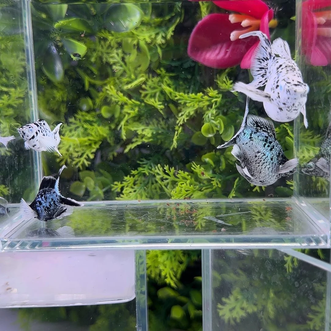 孔雀鱼钻石玛丽奶牛2对