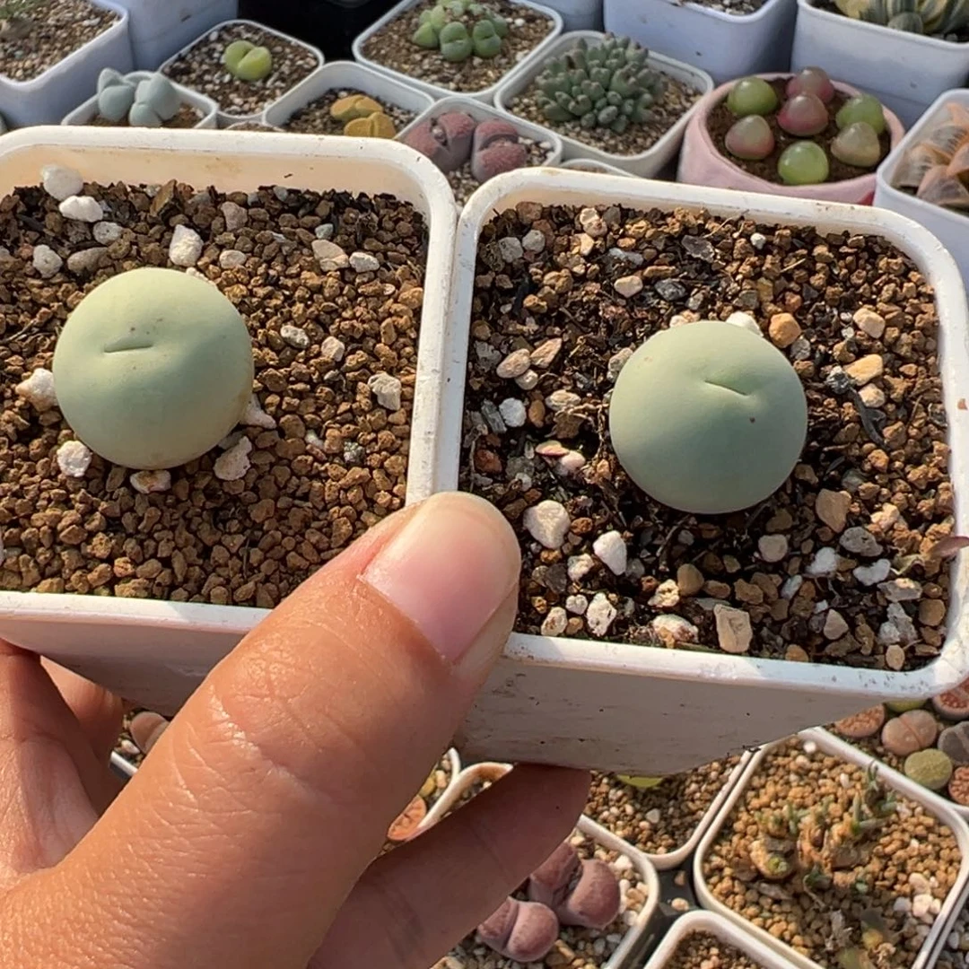 疯***癫741多肉植物种类多样