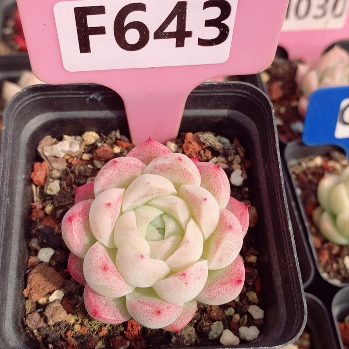 福利款多肉植物5.5cm