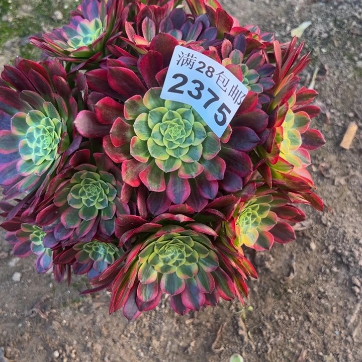 2375朝霞多肉植物