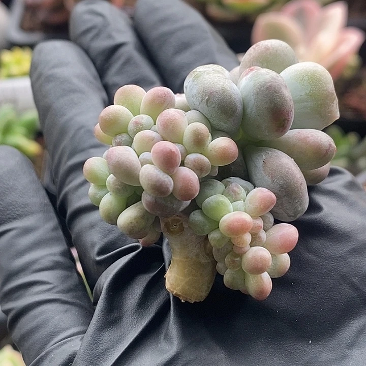 油煎丸子石化变异缀化无根