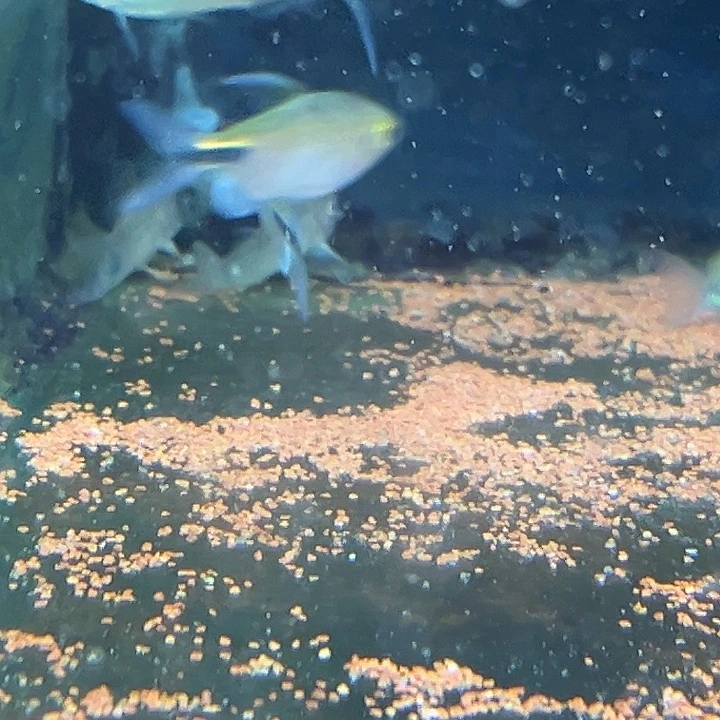 慈鲷竞拍清缸4-5彩虹绿刚果5只