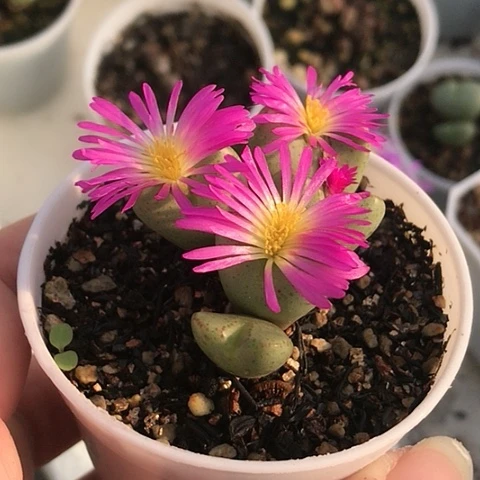 多肉肉锥 橙花少将
