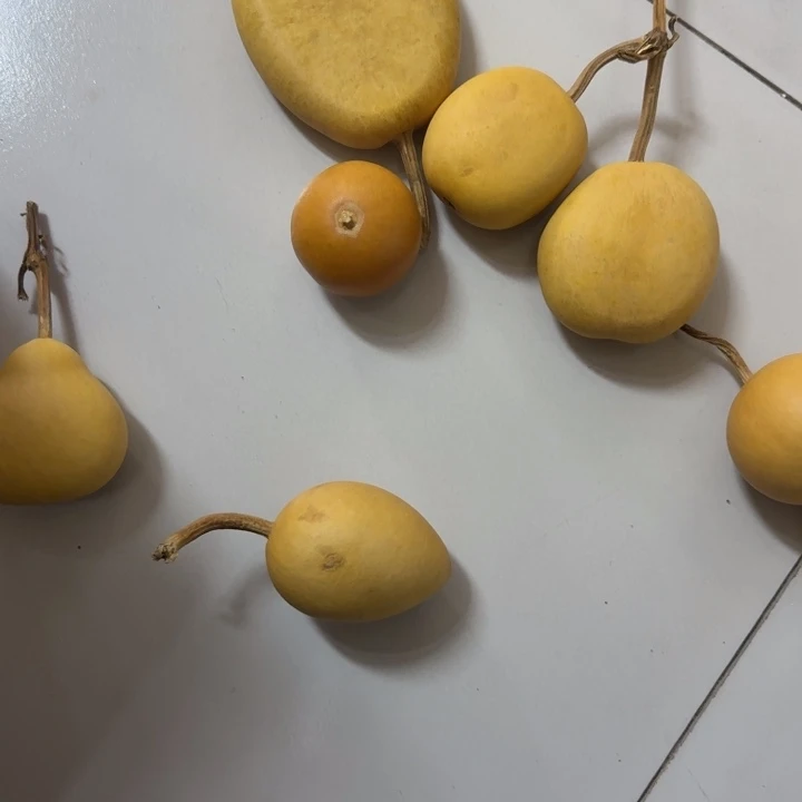 上****竹类芒果微瑕葫芦