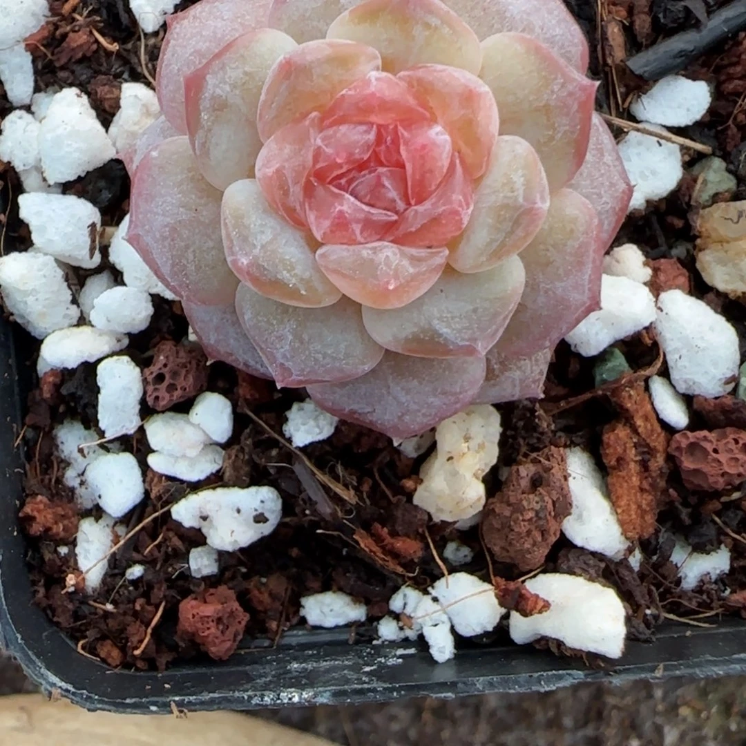 椰***冻多肉小卡拉米糖心一物一拍