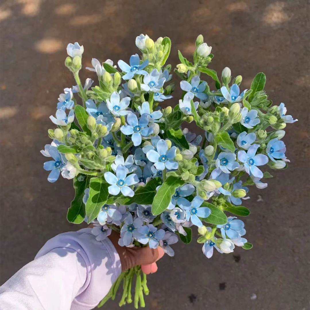 新鲜蓝星花云南鲜花昆明基地直发家用小众个性草花真花束