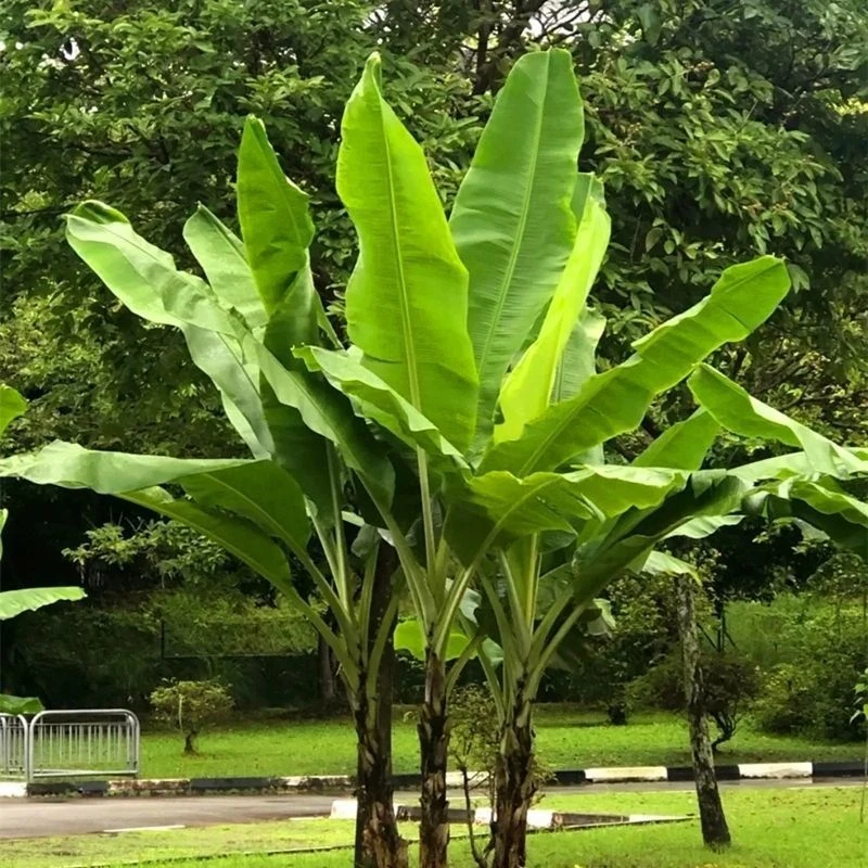 矮化芭蕉树苗粉蕉皇帝蕉苗盆栽地栽庭院办公室客厅观赏绿植可结果
