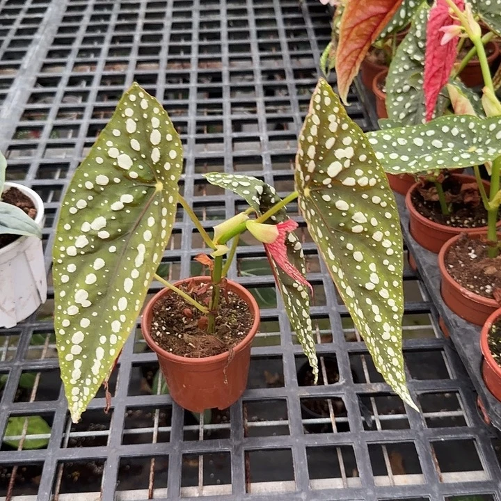 k***n完全开放一物一拍N173