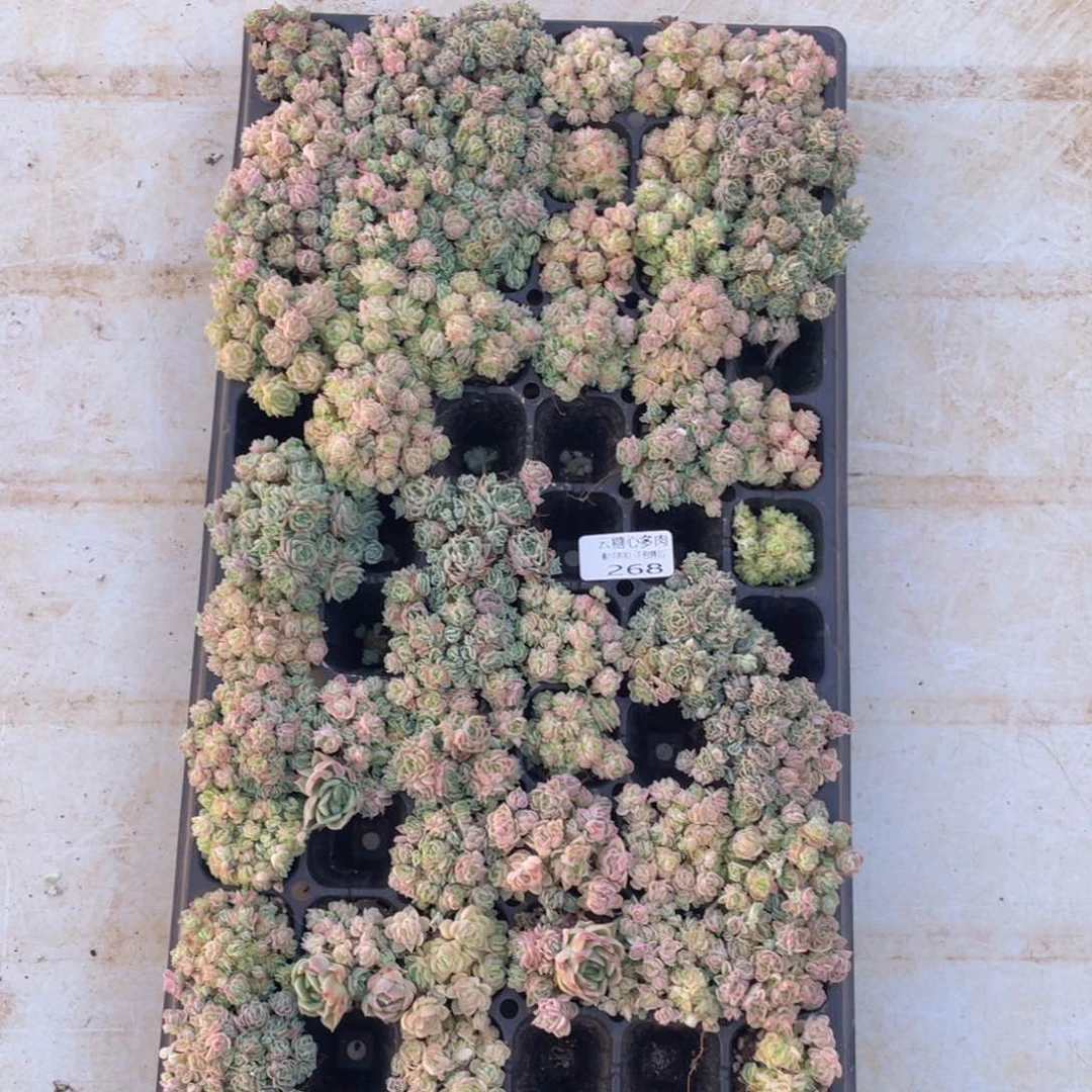 云糖心多肉植物268
