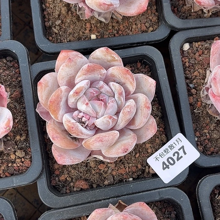 阿雅园艺。    4027梦露