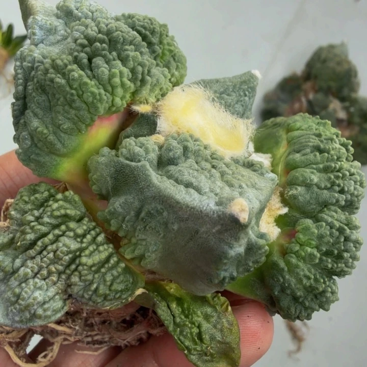 大型外星血怒下巴带刺颗粒
