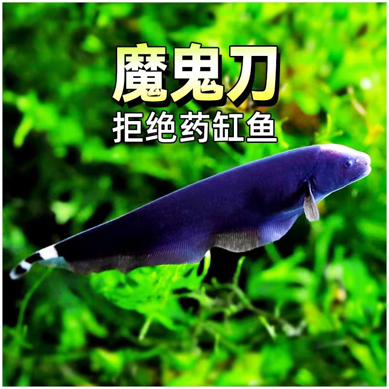 黑羽毛刀鱼黑魔鬼刀鱼水草缸热带淡水观赏七星刀鱼么刀鳗鱼活体鱼