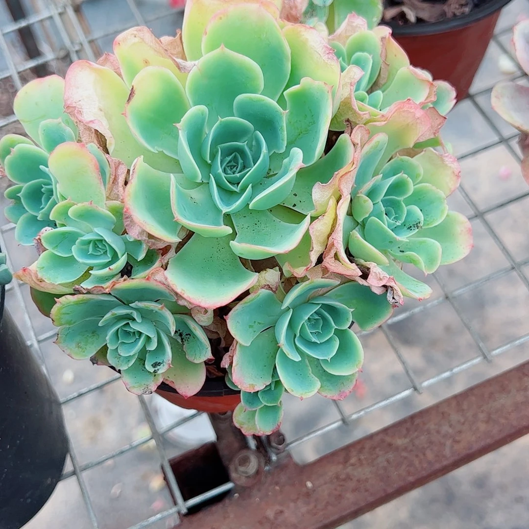 柠檬玫瑰多头群生老桩