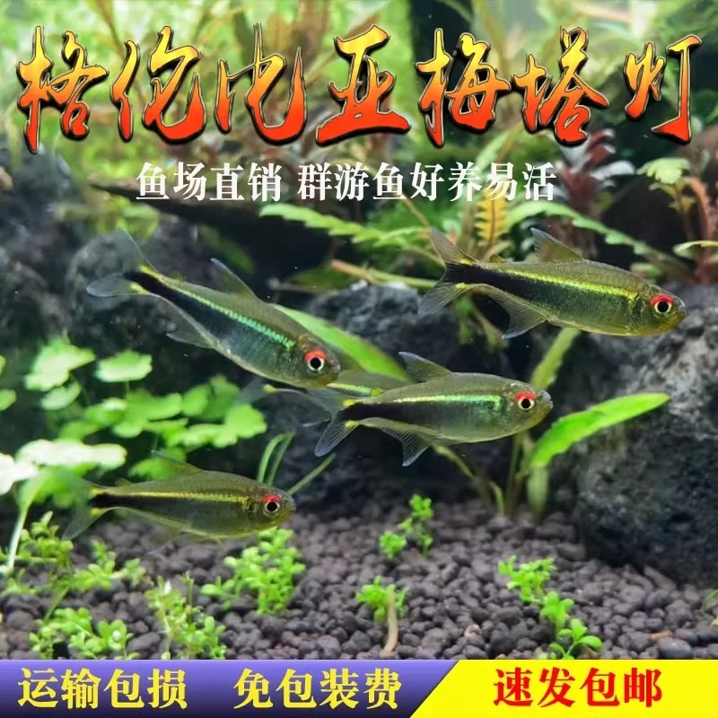 哥伦比亚梅塔灯鱼蓝线梅塔南美草缸小型群游热带观赏鱼淡水活体鱼