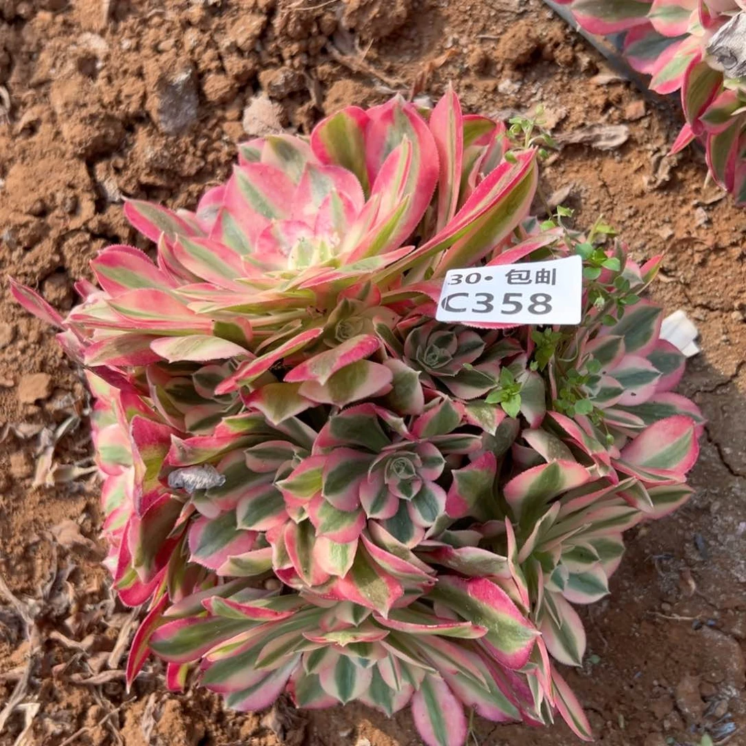 358女巫多肉法师